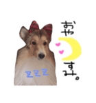 ここちゃぷー❤（個別スタンプ：4）