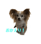 パピヨン犬チーコの日常（個別スタンプ：1）