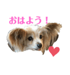 パピヨン犬チーコの日常（個別スタンプ：2）