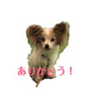 パピヨン犬チーコの日常（個別スタンプ：3）