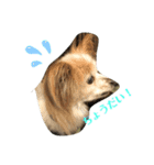パピヨン犬チーコの日常（個別スタンプ：4）