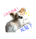 パピヨン犬チーコの日常（個別スタンプ：7）