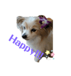 パピヨン犬チーコの日常（個別スタンプ：8）