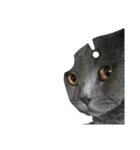 ブリの日常（個別スタンプ：5）