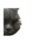 ブリの日常（個別スタンプ：8）