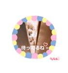 トイプ★チャチャ丸（個別スタンプ：5）
