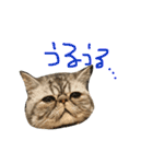 うちの福助さん（個別スタンプ：13）