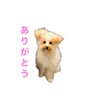そぼろスタンプ 3（個別スタンプ：6）