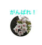 お花スタンプ 2019（個別スタンプ：3）