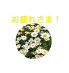 お花スタンプ 2019（個別スタンプ：5）