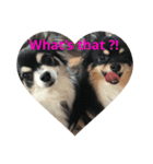 Chihuahuaちわわ（個別スタンプ：1）