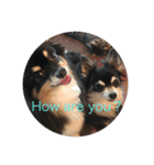 Chihuahuaちわわ（個別スタンプ：2）