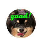 Chihuahuaちわわ（個別スタンプ：5）