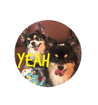 Chihuahuaちわわ（個別スタンプ：6）