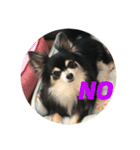 Chihuahuaちわわ（個別スタンプ：7）
