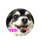 Chihuahuaちわわ（個別スタンプ：8）