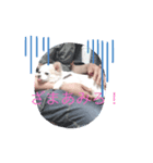チャコビィ4（個別スタンプ：1）