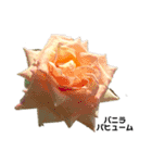2019年Rose5（個別スタンプ：14）