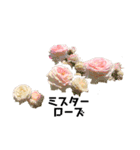 2019年Rose5（個別スタンプ：15）