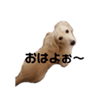 わさびstamp（個別スタンプ：1）