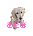 わさびstamp（個別スタンプ：5）
