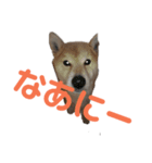 dog スタンプ（個別スタンプ：1）