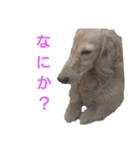 dog スタンプ（個別スタンプ：6）