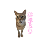 kinaco＆mame Vol.2（個別スタンプ：6）
