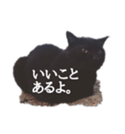 つん。黒猫の一言。（個別スタンプ：8）