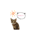 こげまるとチャコ（個別スタンプ：2）