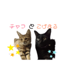 こげまるとチャコ（個別スタンプ：5）