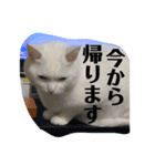 ぎんの日常である2（個別スタンプ：1）