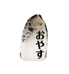 ぎんの日常である2（個別スタンプ：2）