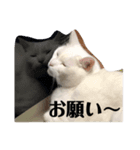 ぎんの日常である2（個別スタンプ：3）