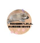 ハーフ犬のポメチ①（個別スタンプ：3）