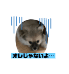 ハーフ犬のポメチ①（個別スタンプ：4）