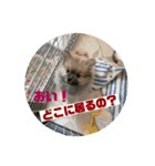 ハーフ犬のポメチ①（個別スタンプ：5）