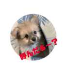 ハーフ犬のポメチ①（個別スタンプ：7）