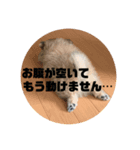 ハーフ犬のポメチ①（個別スタンプ：8）