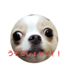tiwawan2（個別スタンプ：4）