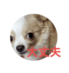 tiwawan2（個別スタンプ：6）