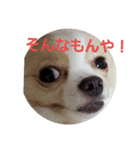 tiwawan2（個別スタンプ：7）