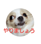tiwawan2（個別スタンプ：8）