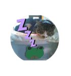 さんまにゃんこ（個別スタンプ：1）