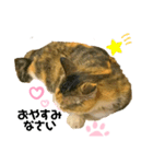 にゃんこのみみちゃん（個別スタンプ：3）