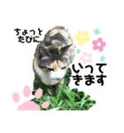 にゃんこのみみちゃん（個別スタンプ：4）