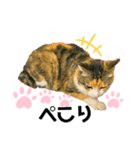 にゃんこのみみちゃん（個別スタンプ：8）