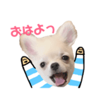 きなり(チワワ)のスタンプ（個別スタンプ：1）