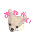 きなり(チワワ)のスタンプ（個別スタンプ：6）