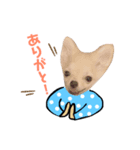 きなり(チワワ)のスタンプ（個別スタンプ：7）